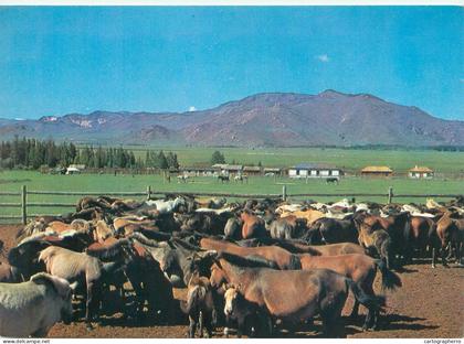 A5555 Mongolia Tsetserlig Somon Hubsugul Aimak