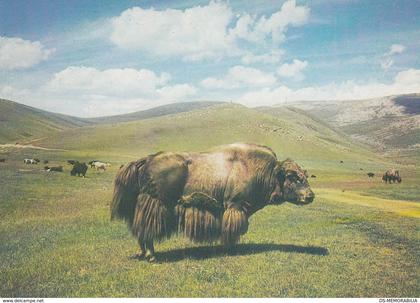 Mongolia Buffalo