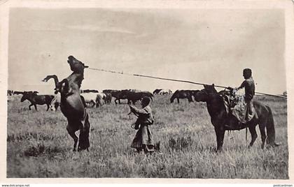 Mongolia - Horse Training - REAL PHOTO.