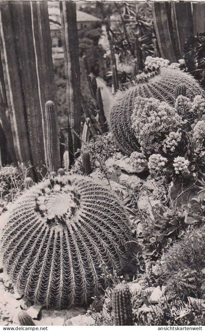 Monte-Carlo, Jardin Exotique ngl #F4637