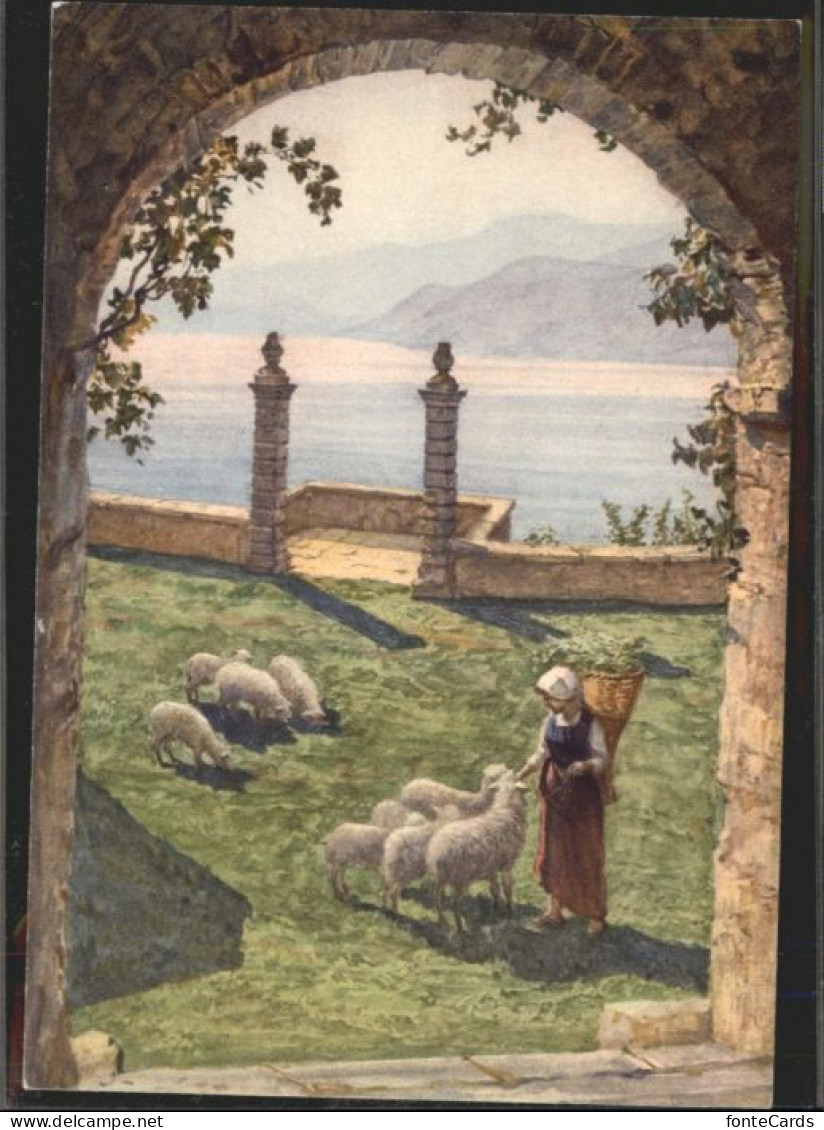 Morcote TI Morcote Schafe