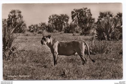 GORONGOSA (MOZAMBIQUE)