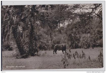MOZAMBIQUE - Gorongosa - Buffle - Buffalo