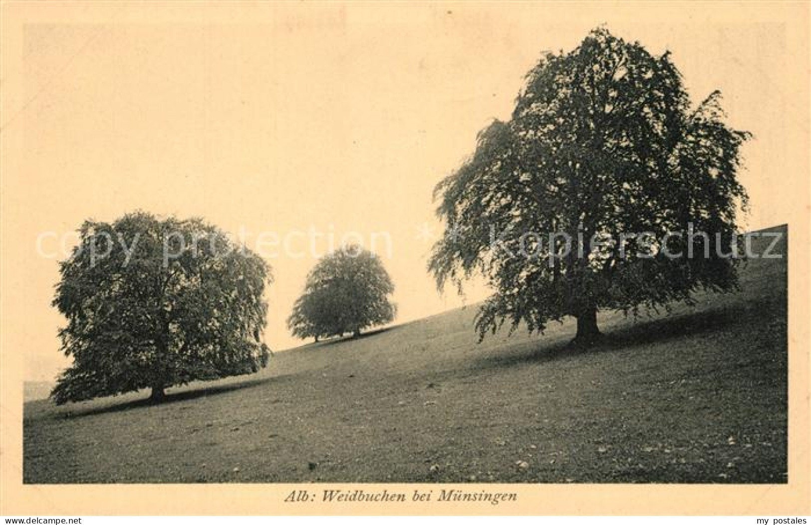 Muensingen BW Weidbuchen