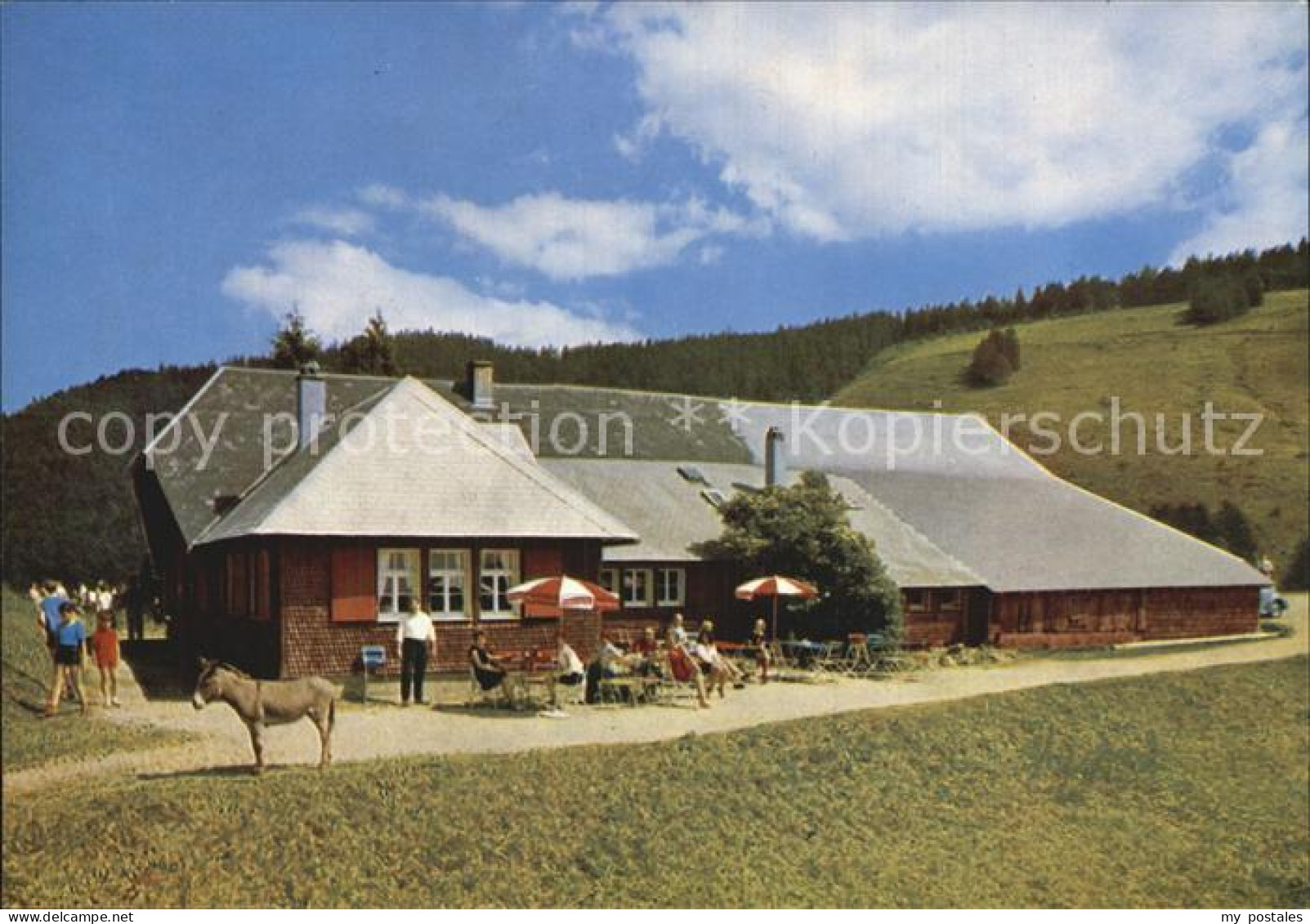 Muenstertal Schwarzwald Almgaststaette Kaelbelescheuer
