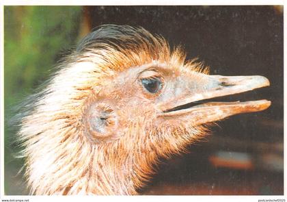 B8992 Oiseaux Birds Testa de Avestruz Paraguay