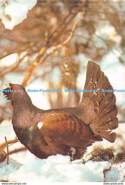 D106232 Heath Cock. Schmidecker Mauritius. 1977