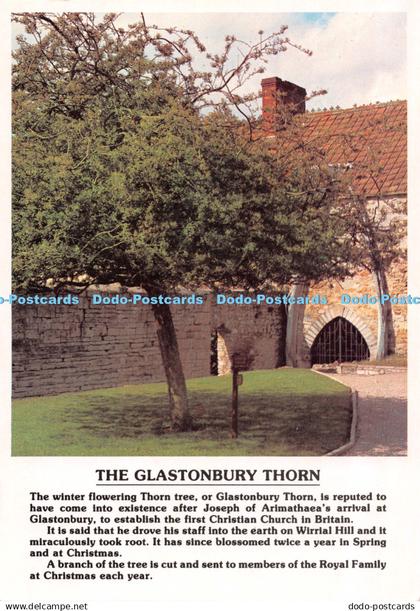 D126123 Glastonbury Thorn Dixon
