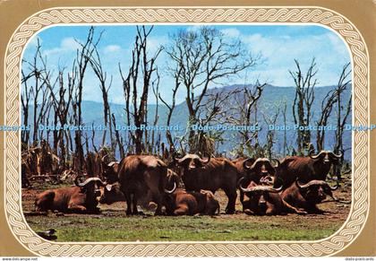 D139951 TFC 31 Buffalos at Lake Manyara Tanzania Tanzania Film Company Limited 1