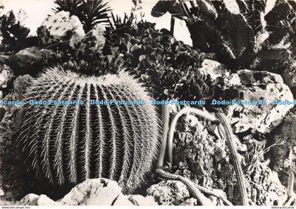 D235825 Jardin Exotique De Monaco Estel Lavelle