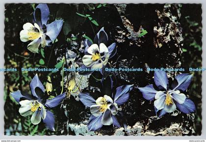 D309947 Colorado Columbine Columbine Dist Co Mike Roberts Ted and Lois Matthews