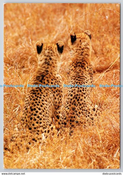 D322948 Paul van Gaalen. Jonge cheeta s Sabi Sabi game reserve. Zuid Afrika. Art