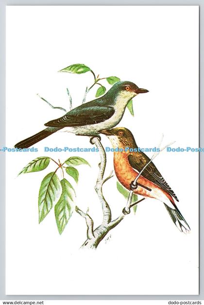 D329167 Mauritius Cuckoo Shrike or Merle Cuisinier. Coquus typicus. Mauritius In