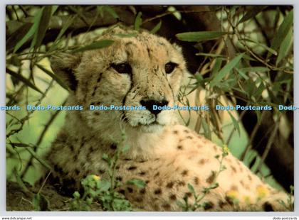 L351709 Cheetah. Pictor International London. Camden Graphics