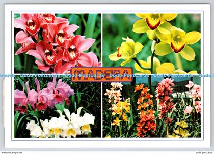 L356901 Madeira Orchids in the Quinta da Boa Vista Francisco Ribeiro Fisa Multi