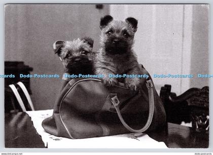L358997 Dogs Plymouth and West Devon Record Office The Plymouth Herald
