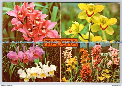 L365816 Madeira Orchids in the Quinta da Boa Vista Francisco Ribeiro Multi View