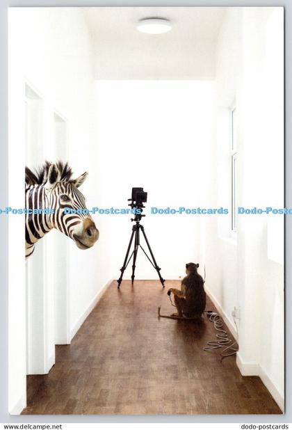 L367297 London Taxidermy Hire Abacus Kuba
