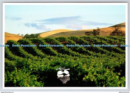 L375264 Barossa Valley Wine Patrick Eager
