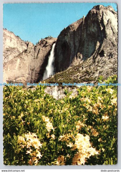 L377792 California Yosemite National Park Yosemite Falls Yosemite Point Azaleas