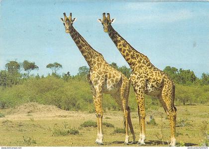 lot410 giraffe africa benin africa