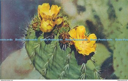 R014829 Jardin Exotique de Monaco Opuntia Hybridens No 22 B Hopkins