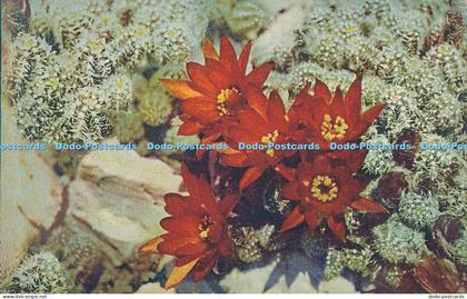 R014833 Jardin Exotique de Monaco Cereus Sylvestris No 21 B Hopkins