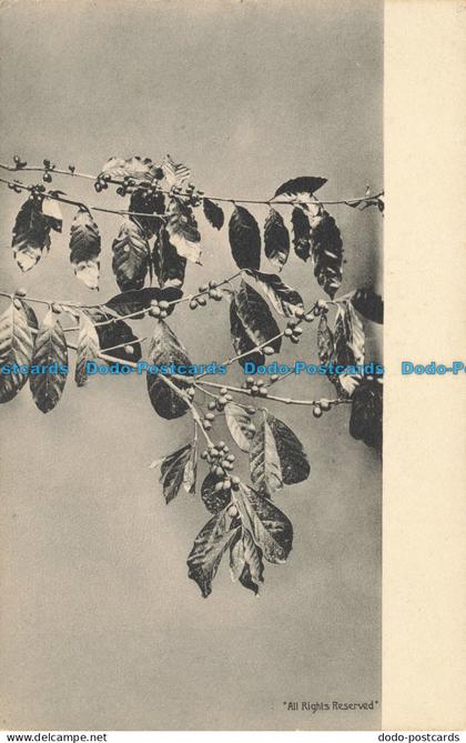 R649878 Leaves. Muir Marshall. No. 34. Coffee