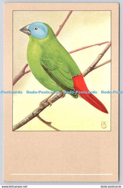 R820556 Tricoloured Parrot Finch P Sluis Birdfood Weesp