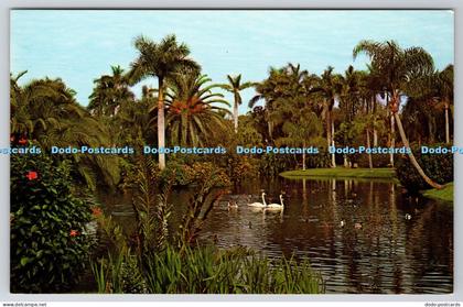 R821601 Florida Sarasota White Swans on Mirror Lake at Sarasota Jungle Gardens F