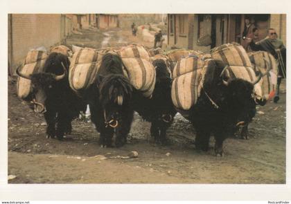 Tibet Procession Of Bull Bulls Tibetian Postcard