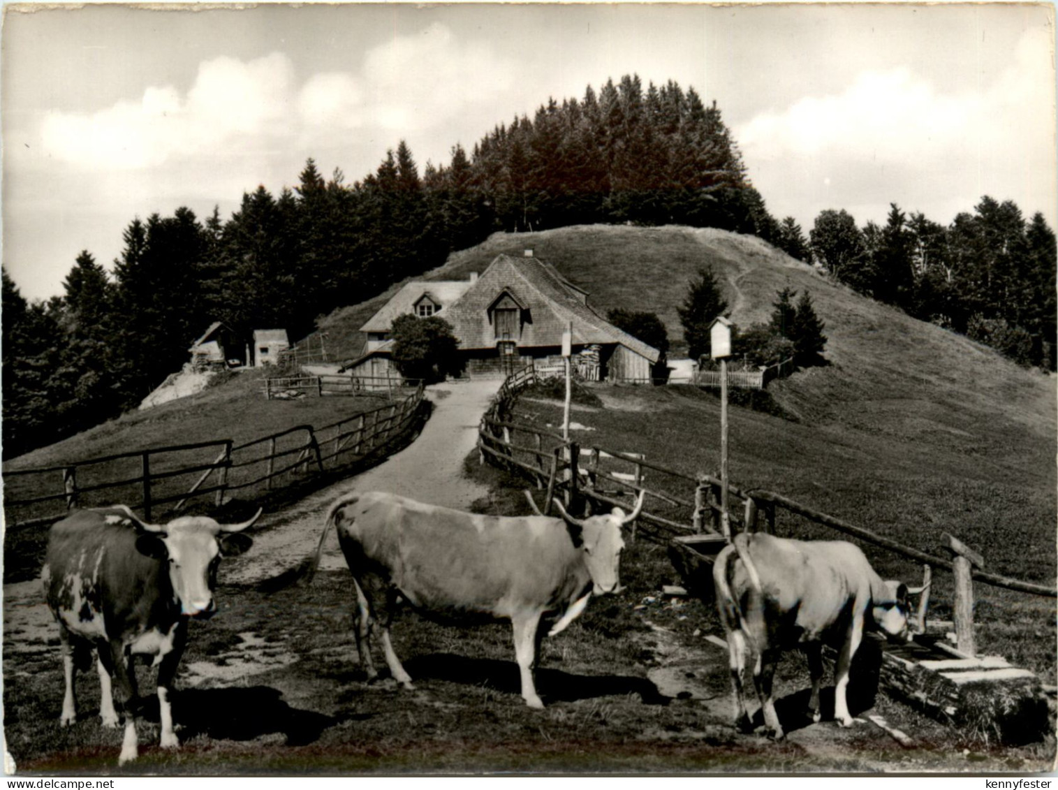 Münstertal - Almgaststätte Kälbelescheuer