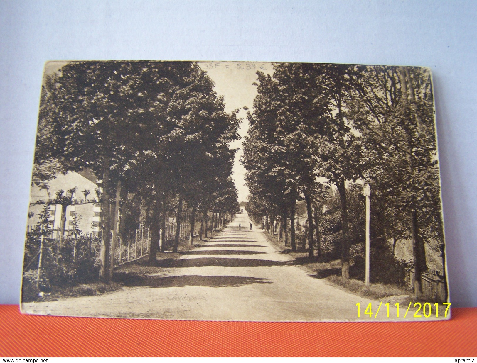 MUSSIDAN (DORDOGNE) LES ARBRES. AVENUE MONTAIGNE.