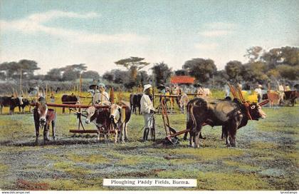 L227 Burma Myanmar Ploughing Paddy Fields vintage postcard