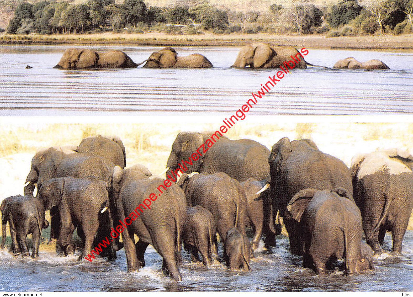 Namibia - animals of Namibia - elephants