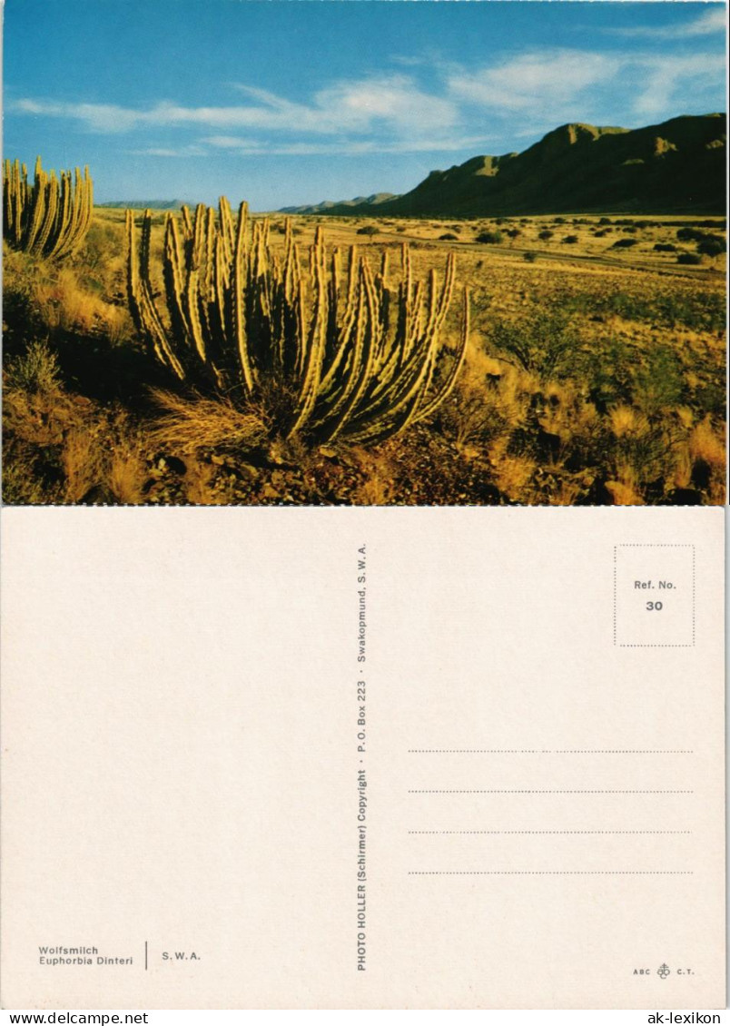.Namibia Euphorbia Dinteri S.W.A. Namibia Landschaft Landscape 1970