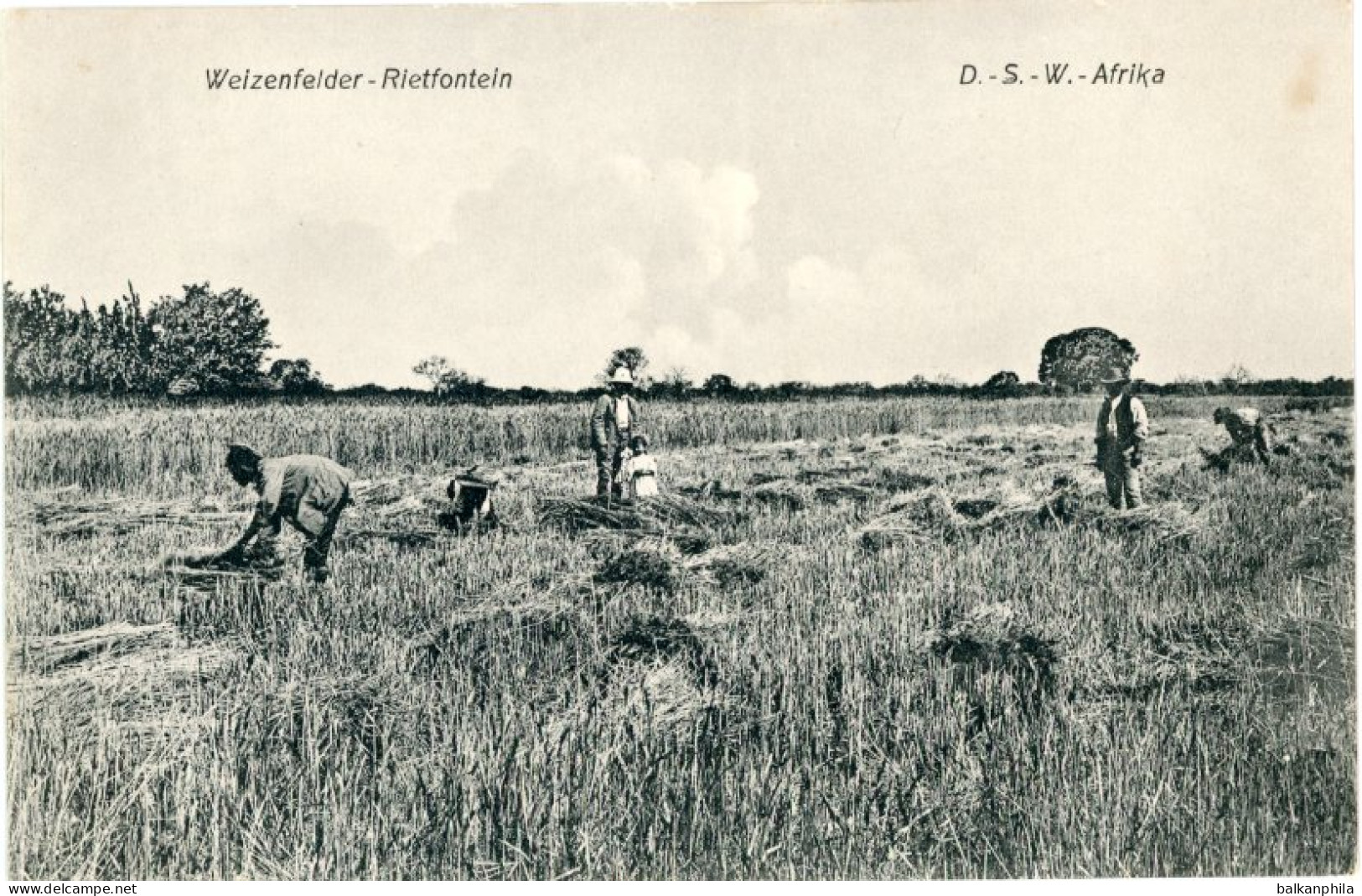 Namibia Rietfontein Wheatfield German South West Africa