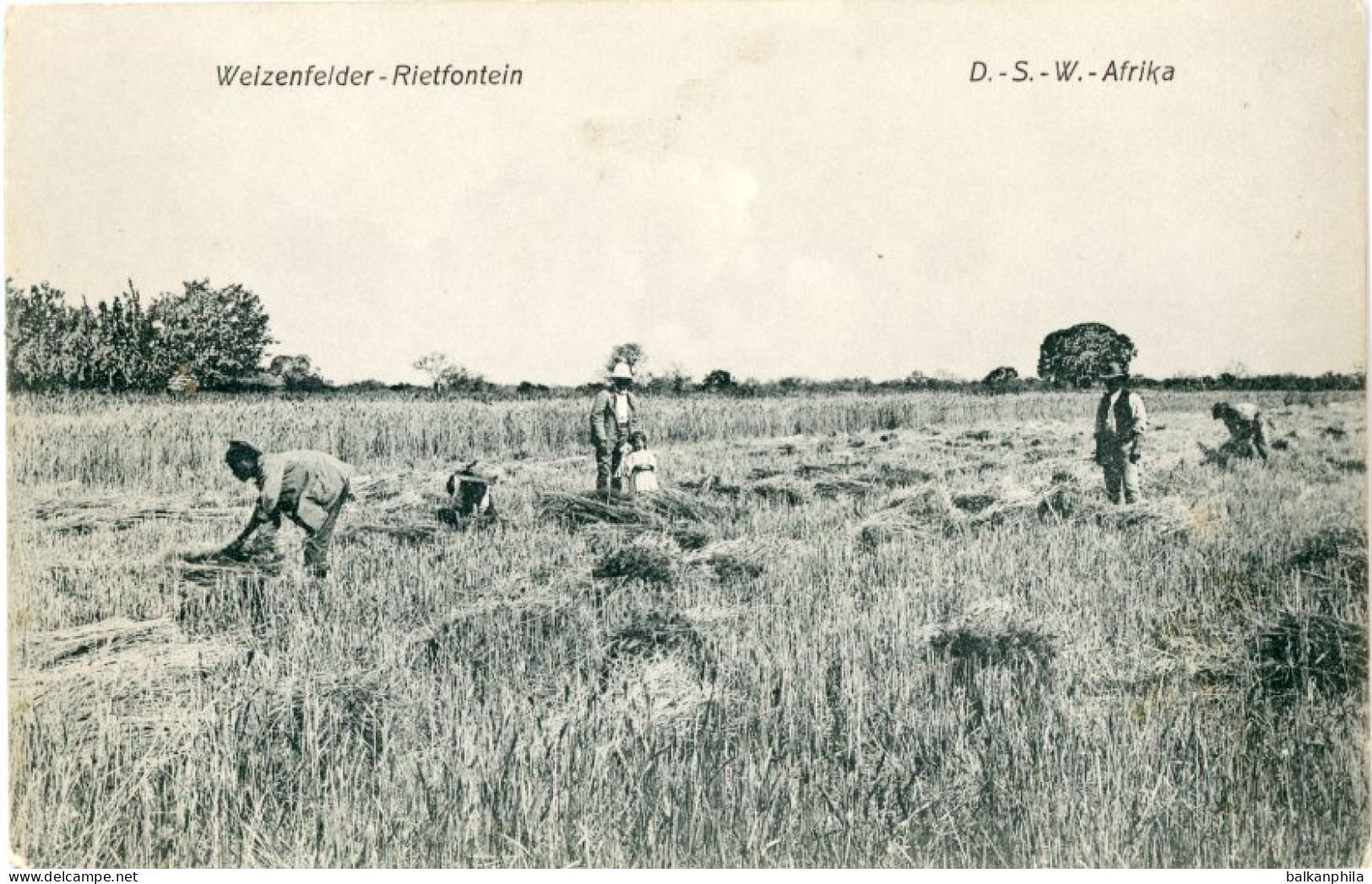Namibia Rietfontein Wheatfield German South West Africa