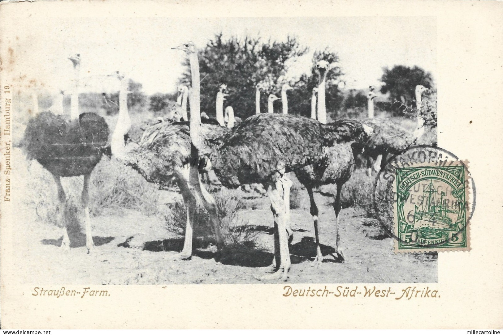 NAMIBIA - Straußen Farm DSWA Deutsch Sudwest Afrika - Swakopmund 1905 Postcard