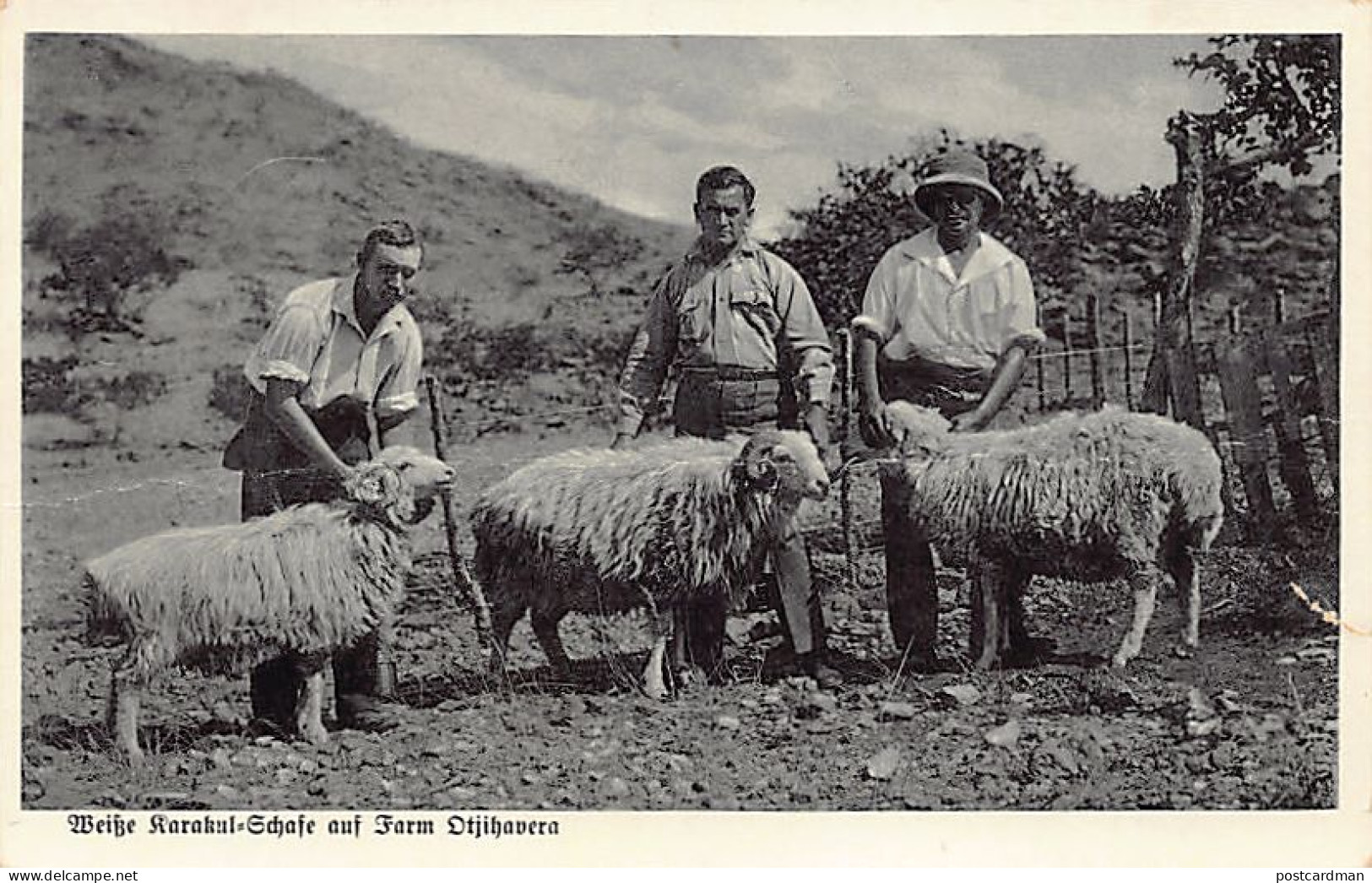 Namibia - White karakul sheep from Farm Otjihavera - Publ. unknown