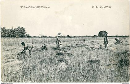 Namibia Rietfontein Wheatfield German South West Africa