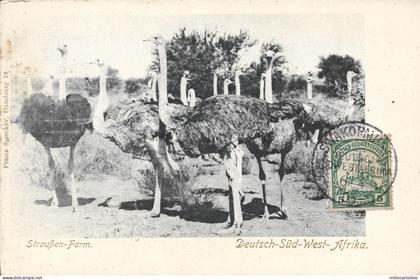 NAMIBIA - Straußen Farm DSWA Deutsch Sudwest Afrika - Swakopmund 1905 Postcard