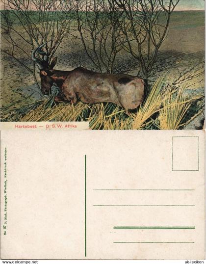 Postcard .Namibia Deutsch-Südwestafrika DSWA Hartebest Kolonie 1909