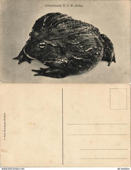 Postcard .Namibia Deutsch-Südwestafrika DSWA Ochsenfrosch Kolonie 1909