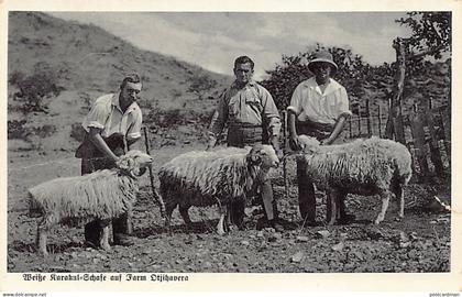 Namibia - White karakul sheep from Farm Otjihavera - Publ. unknown