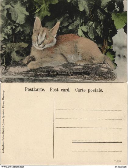 Postcard .Namibia Deutsch-Südwestafrika DSWA Kolonie Wildkatze 1912