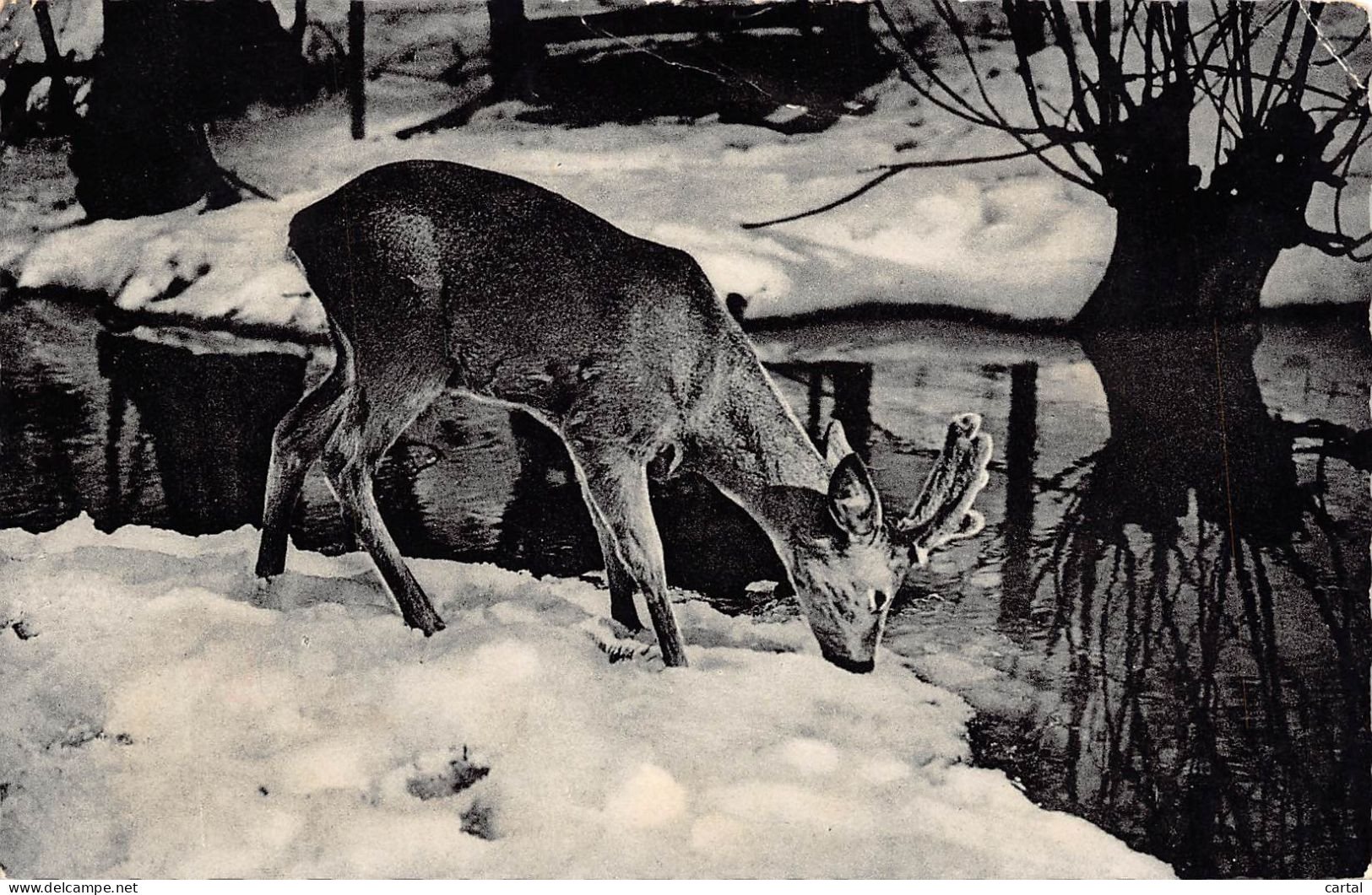 NASSOGNE - Jeune Cerf.