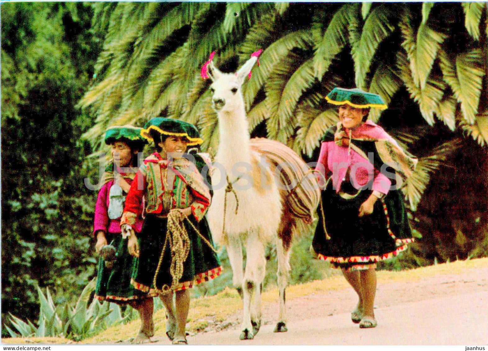 Natives with their Llama - Cusco Peru - animals - 1993 - Peru - used
