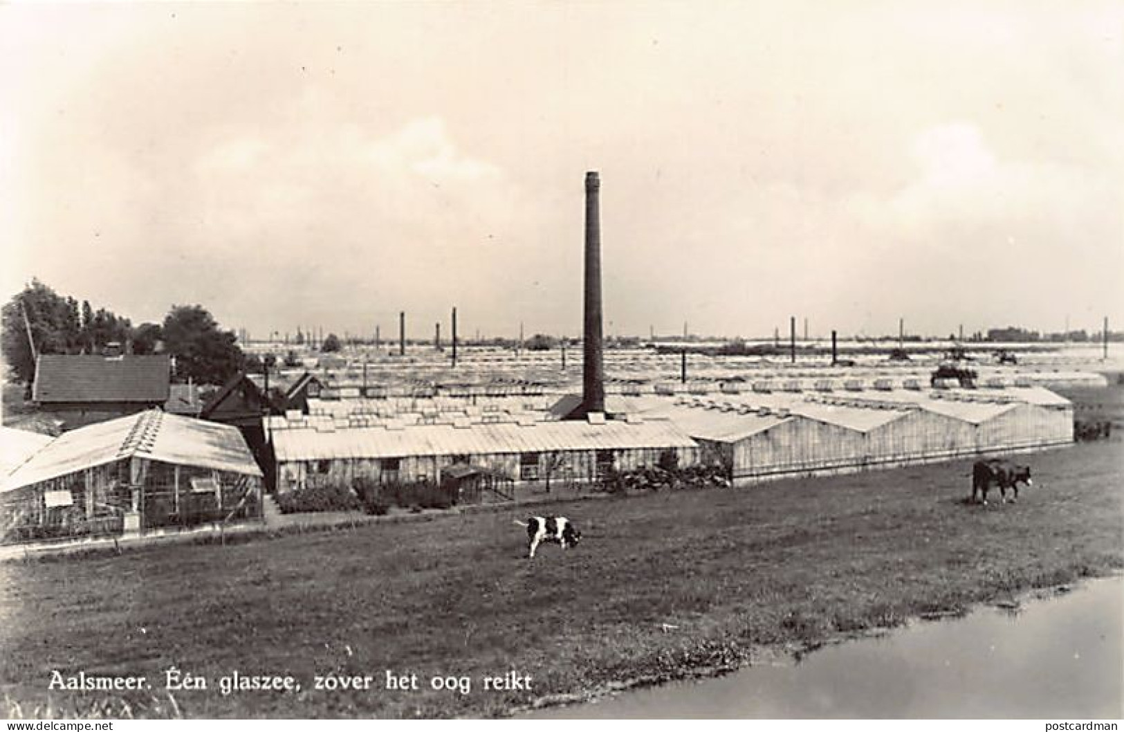 Nederland - AALSMEER - Een glaszee, zover het oog reikt