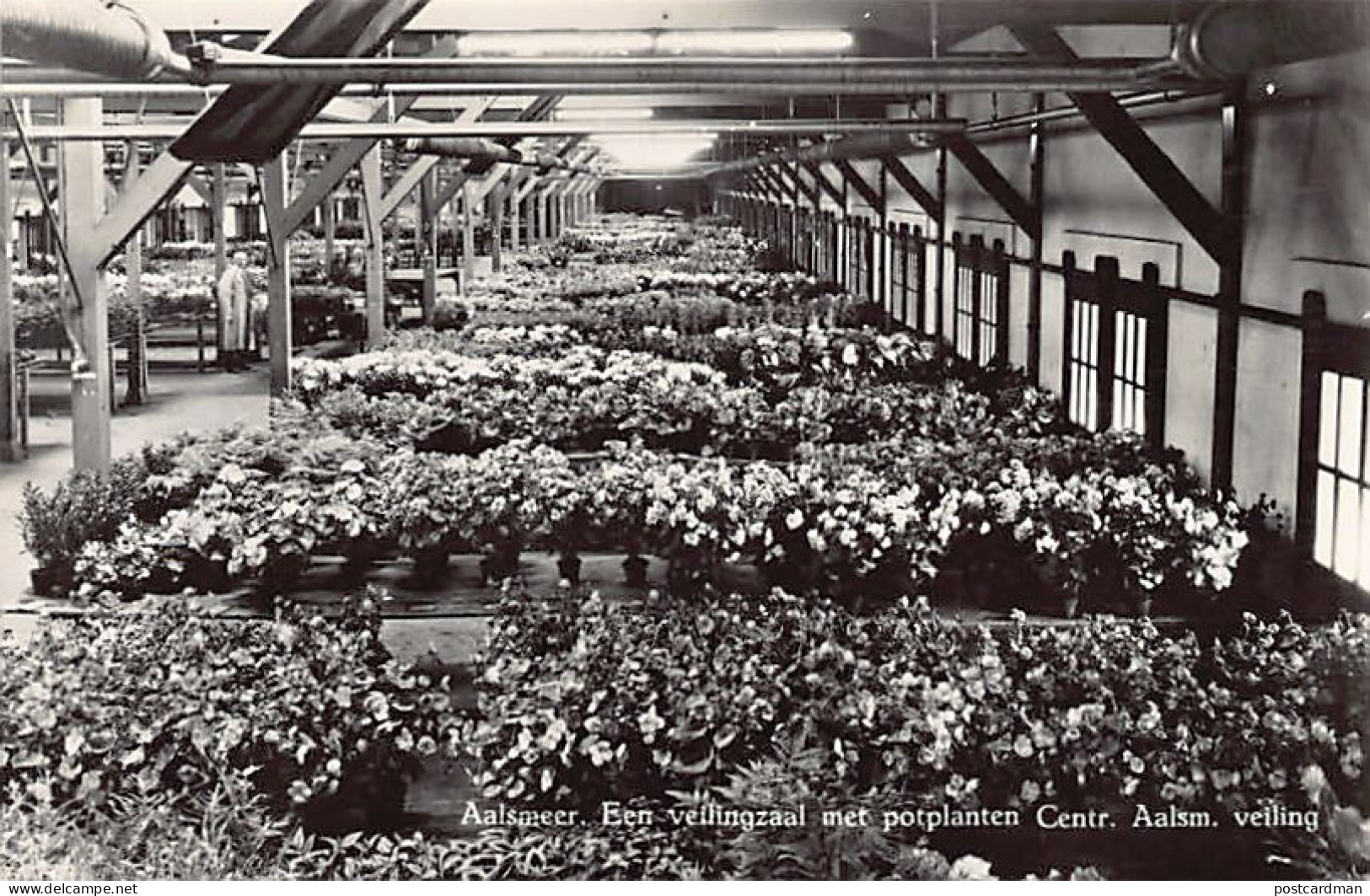 Nederland - AALSMEER - Een veilingzaal met potplanten